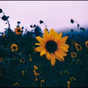 Meet your Posher, Avery